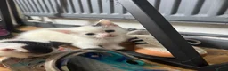 Domestic Shorthair cats for sale: Beautiful black and white fur baby’s  - Advert 2