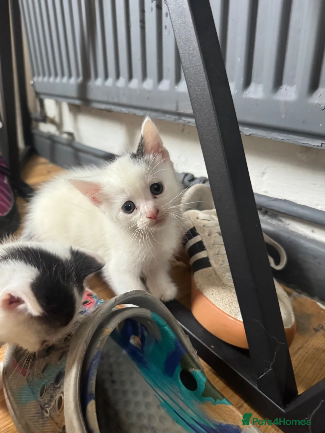 Domestic Shorthair cats for sale: Beautiful black and white fur baby’s  - Advert 2