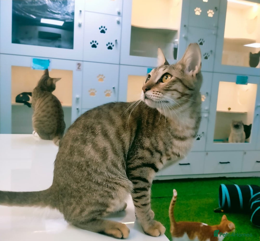 Mixed Breed cats for adoption: [Indoors Only] Ash - Playful & Social Kitty! - Advert 6