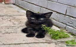 Savannah cats for sale: African bloodline, savanna kittens - Image 10