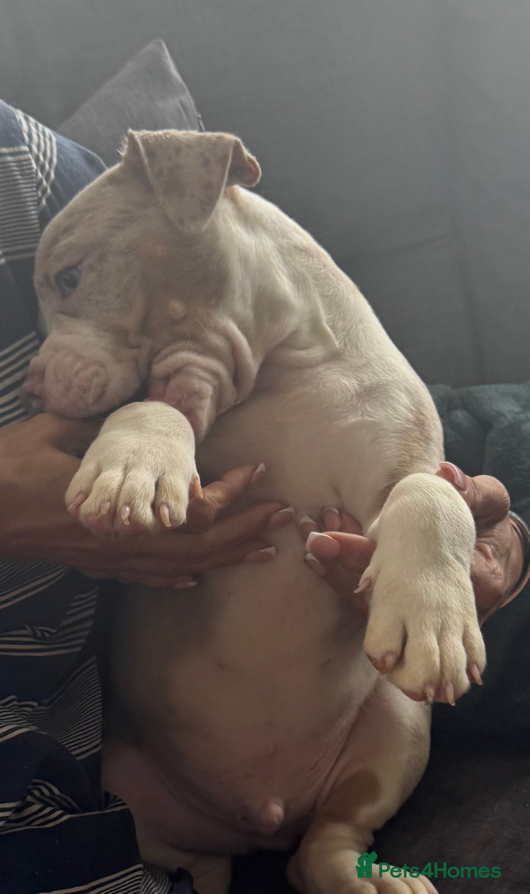 English Bulldog dogs for sale: Puppies for sale - Image 8
