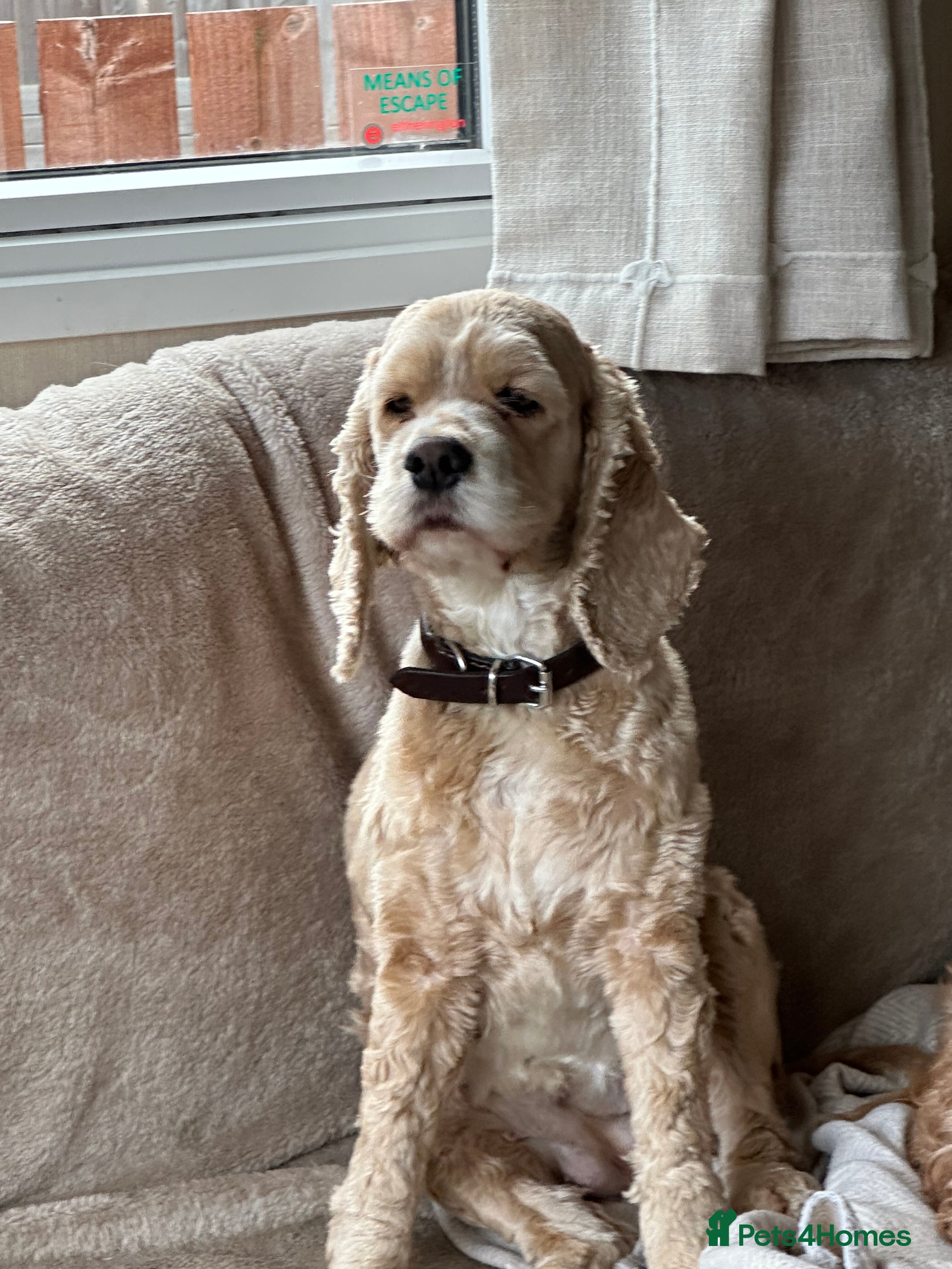 American Cocker Spaniel dogs American cocker spaniel for rehoming  - Advert 4