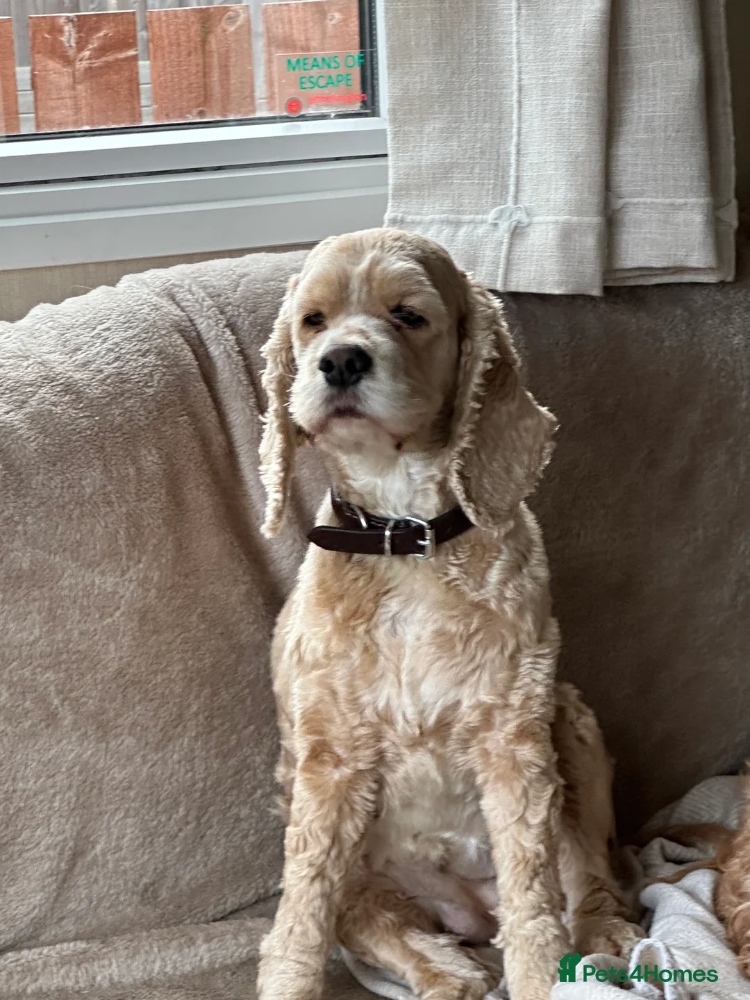 American Cocker Spaniel dogs for sale: American cocker spaniel for rehoming  - Advert 1