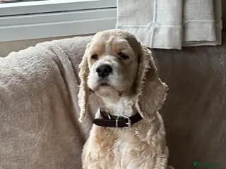 American Cocker Spaniel dogs American cocker spaniel for rehoming - Advert 4