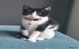 British Shorthair cats for sale: Beautiful tuxedo kittens - Image 13