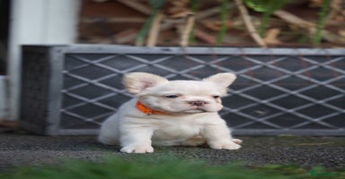 French Bulldog dogs - Advert 10