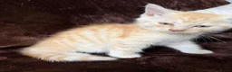 Maine Coon cats for sale: Maine Coon Cross Kittens  - Advert 17