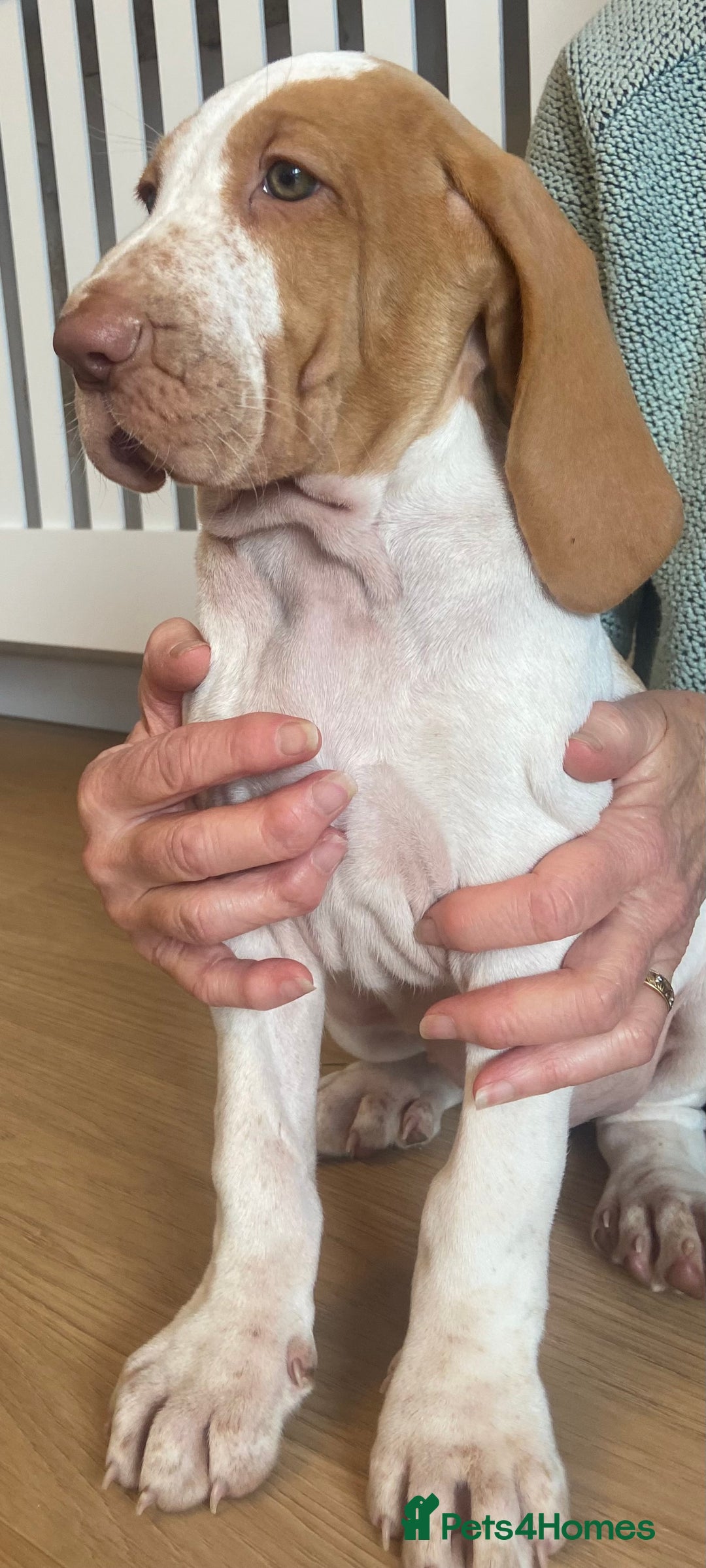Bracco Italiano dogs for sale: 🌟Top Breeder 2021,22,23,24,25🌟 - Image 2