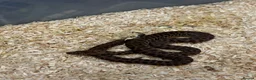 Python Snake reptiles for sale: Royal Pythons and other Pythons At Urban Exotics  - Advert 11
