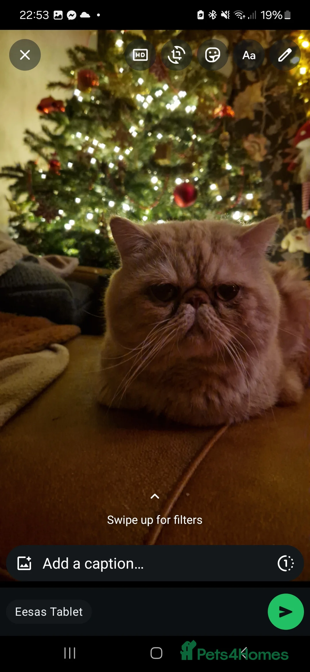 Exotic cats for stud: Lucius Exotic for stud - Advert 4