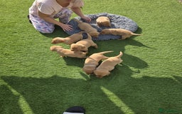 Labrador Retriever dogs for sale: At the Ready Labrador Retrievers. - Image 10