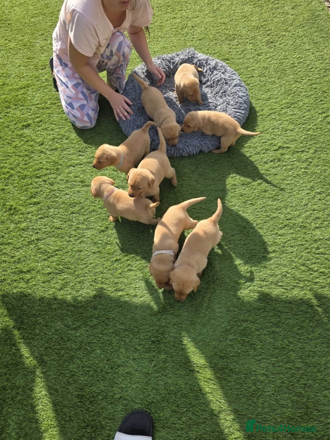 Labrador Retriever dogs for sale: At the Ready Labrador Retrievers. - Image 10