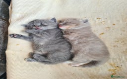 Mixed Breed cats for sale: Red point Ragdoll X Blue British Shorthair - Image 12