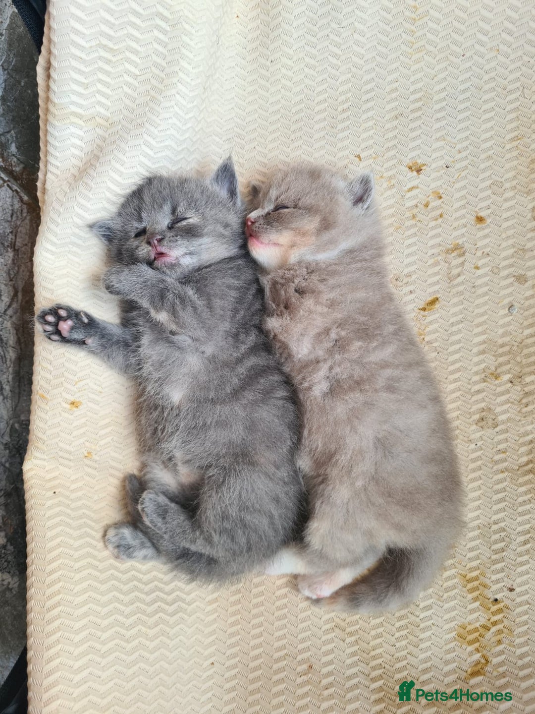 Mixed Breed cats for sale: Red point Ragdoll X Blue British Shorthair - Image 12