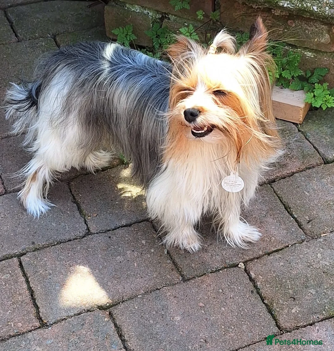 Yorkshire Terrier dogs for sale: Toy/miniature Yorkshire terrier dog for sale - Advert 3