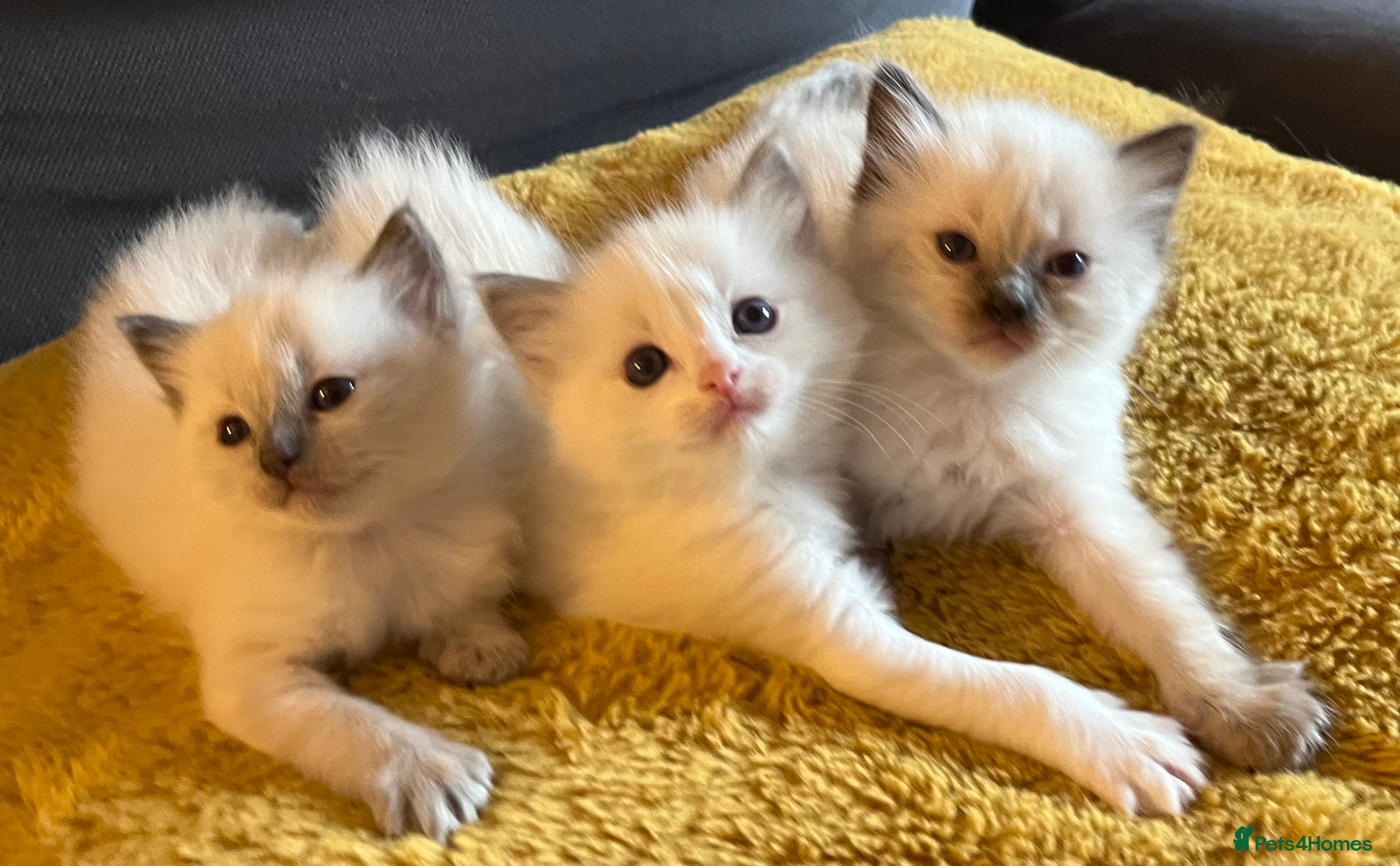 Ragdoll cats Pure ragdoll GCCF mom’s kittens for sale - Advert 7