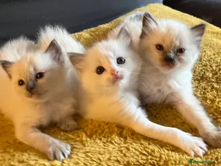 Ragdoll cats Pure ragdoll GCCF mom’s kittens for sale - Advert 1
