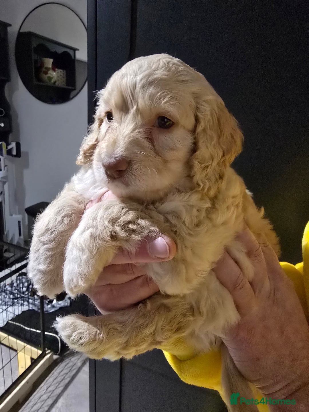 Cockapoo dogs for sale: F1 cockapoo puppies - extensive health tests - Advert 11