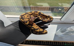 Python Snake reptiles for sale: Multiple royals available  - Image 13
