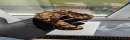 Python Snake reptiles for sale: Multiple royals available  - Advert 13