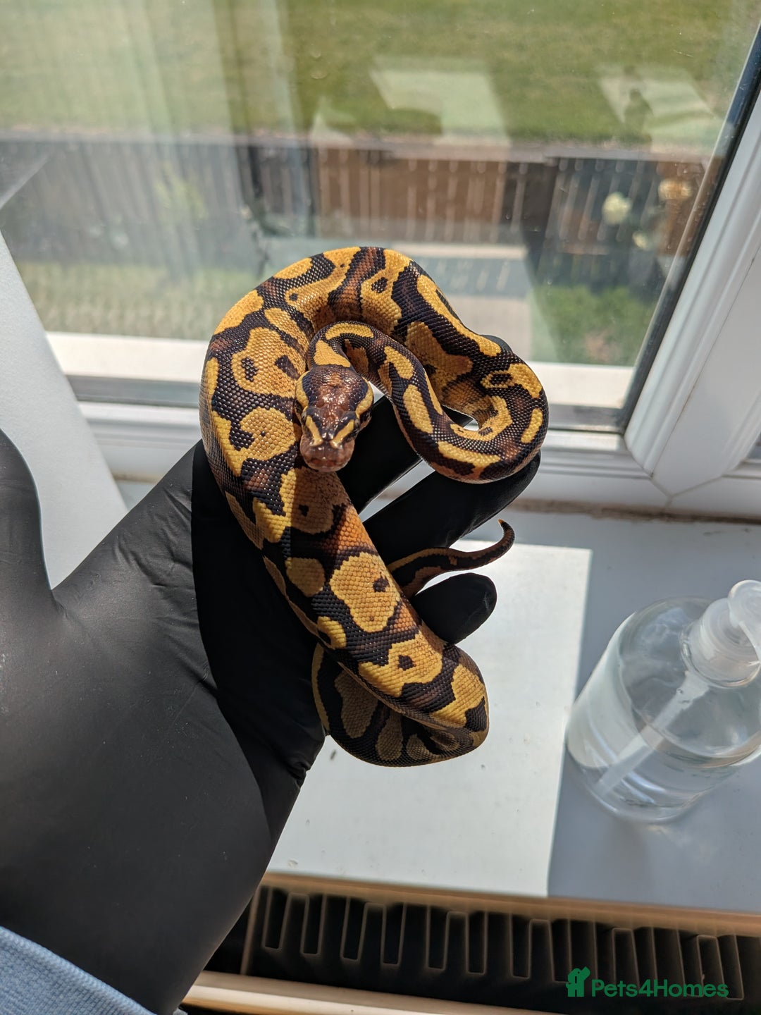 Python Snake reptiles for sale: Multiple royals available  - Image 13