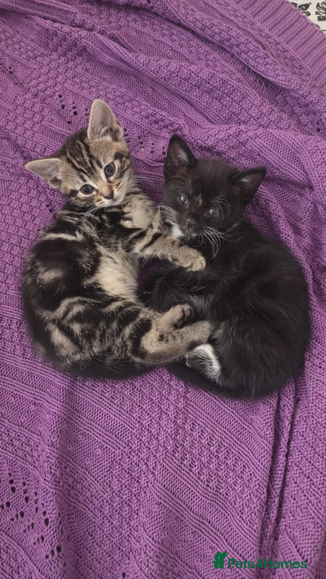 Mixed Breed cats for sale: 10 week old playful kittens - Advert 12