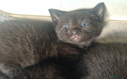 Mixed Breed cats for sale: Gorgeous Kittens. GINGER & All Black - Image 5