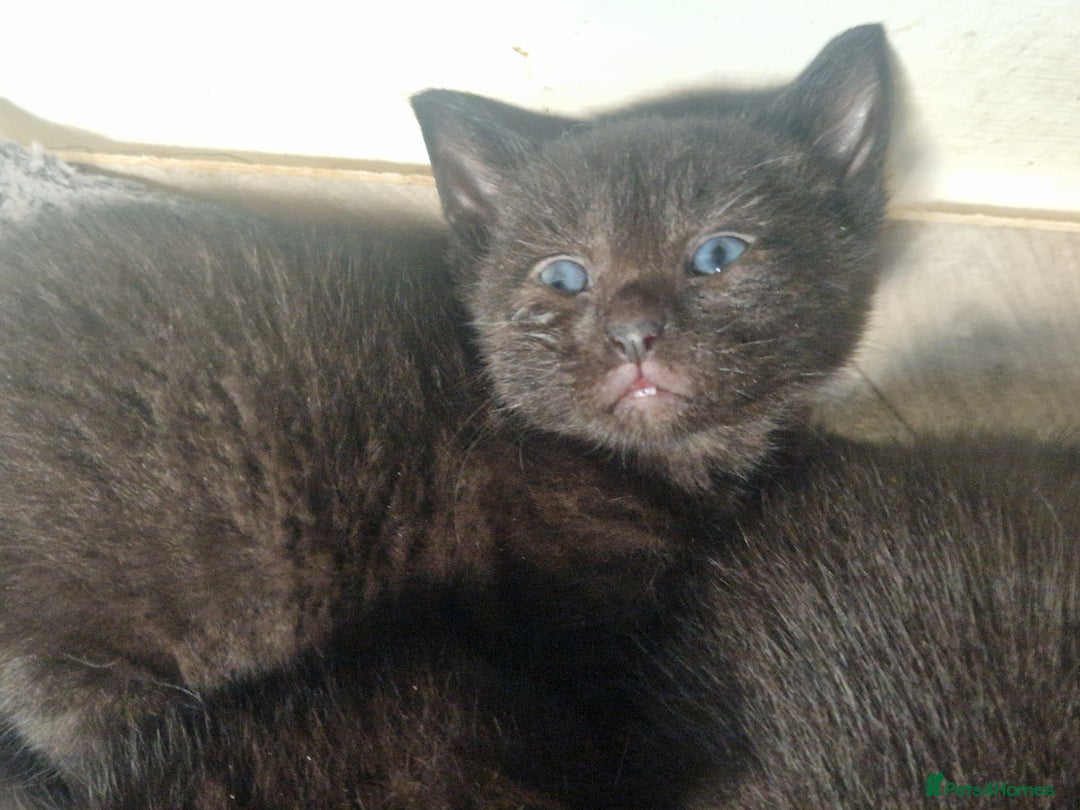 Mixed Breed cats for sale: Gorgeous Kittens. GINGER & All Black - Image 5