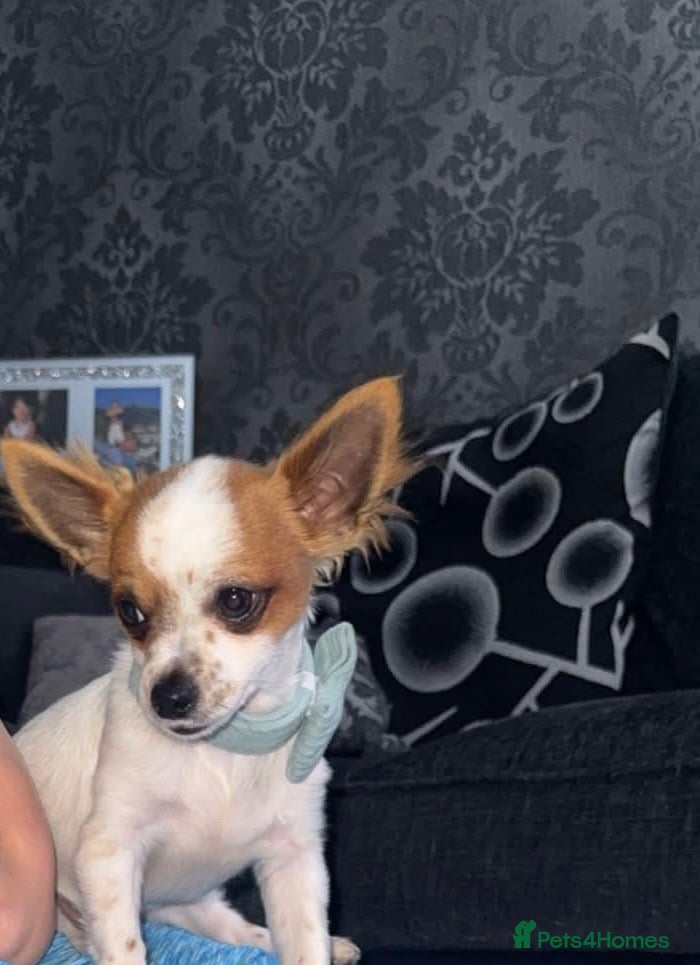 Chihuahua dogs for sale: Loooking for a forever home  - Advert 13