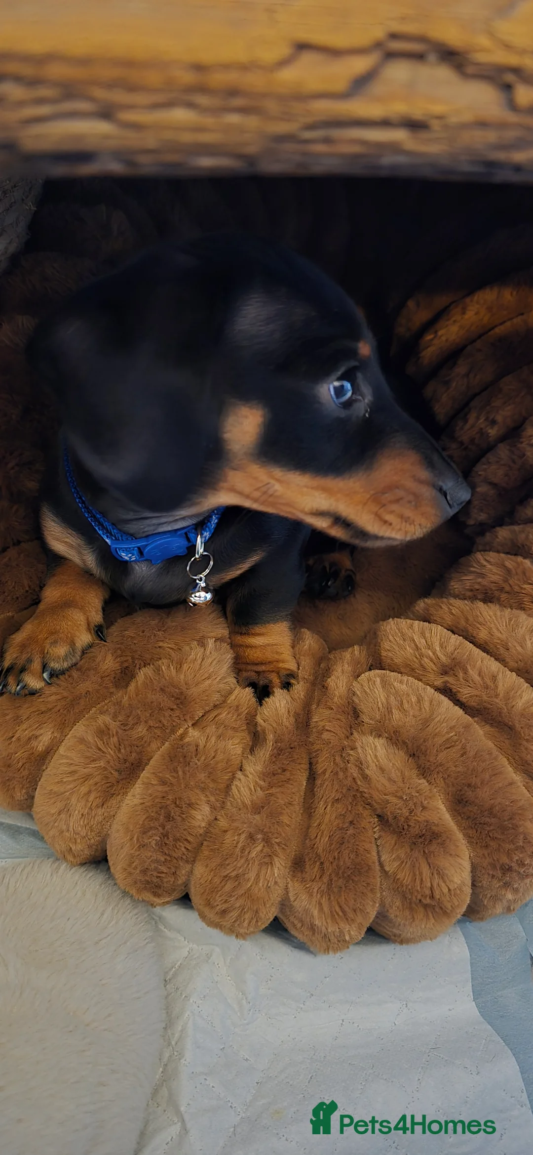 Dachshund dogs for sale: Dachsund 6month Old Puppy in Wimborne - Advert 15