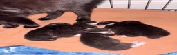 Domestic Shorthair cats for sale: Black and white kittens  - Advert 4