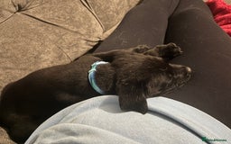 Mixed Breed dogs for sale: Male pup  - Advert 3