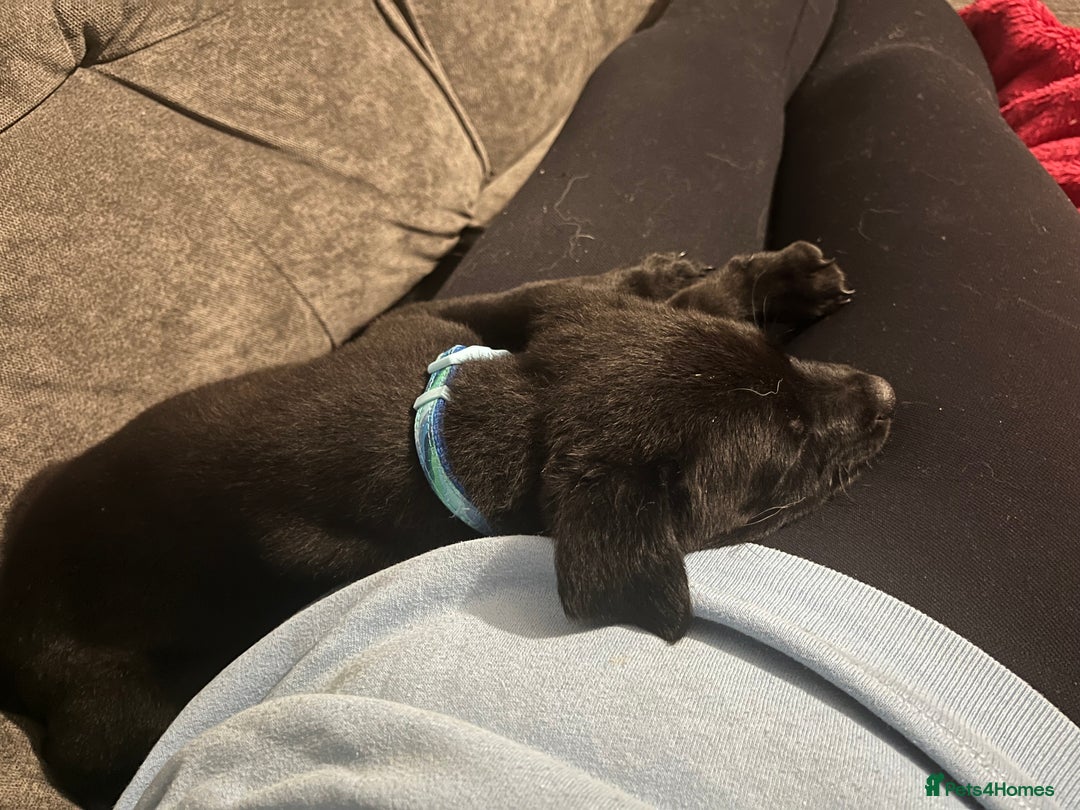 Mixed Breed dogs for sale: Male pup  - Advert 3