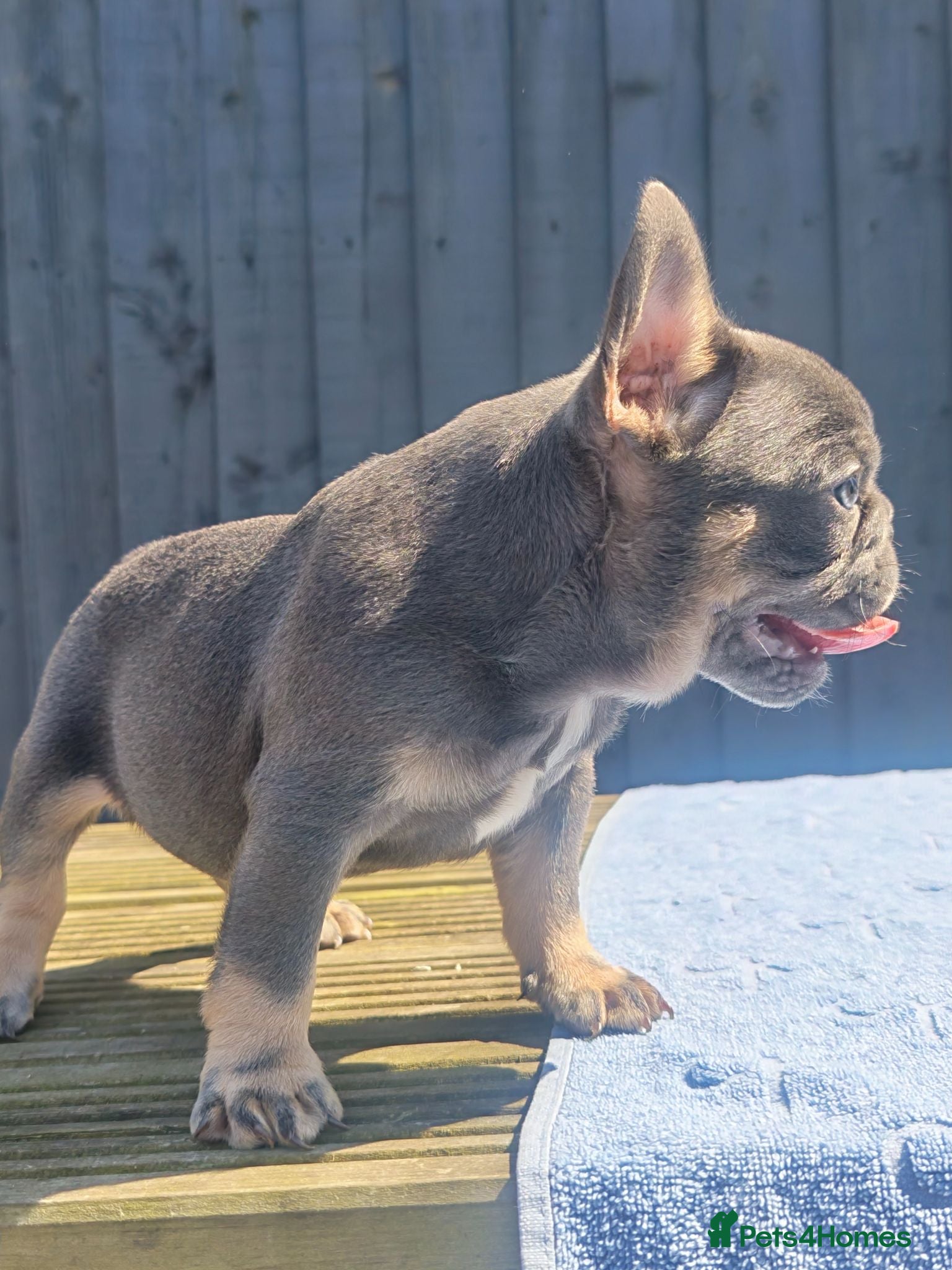 French Bulldog dogs Blue/lilac tan pups  - Advert 1