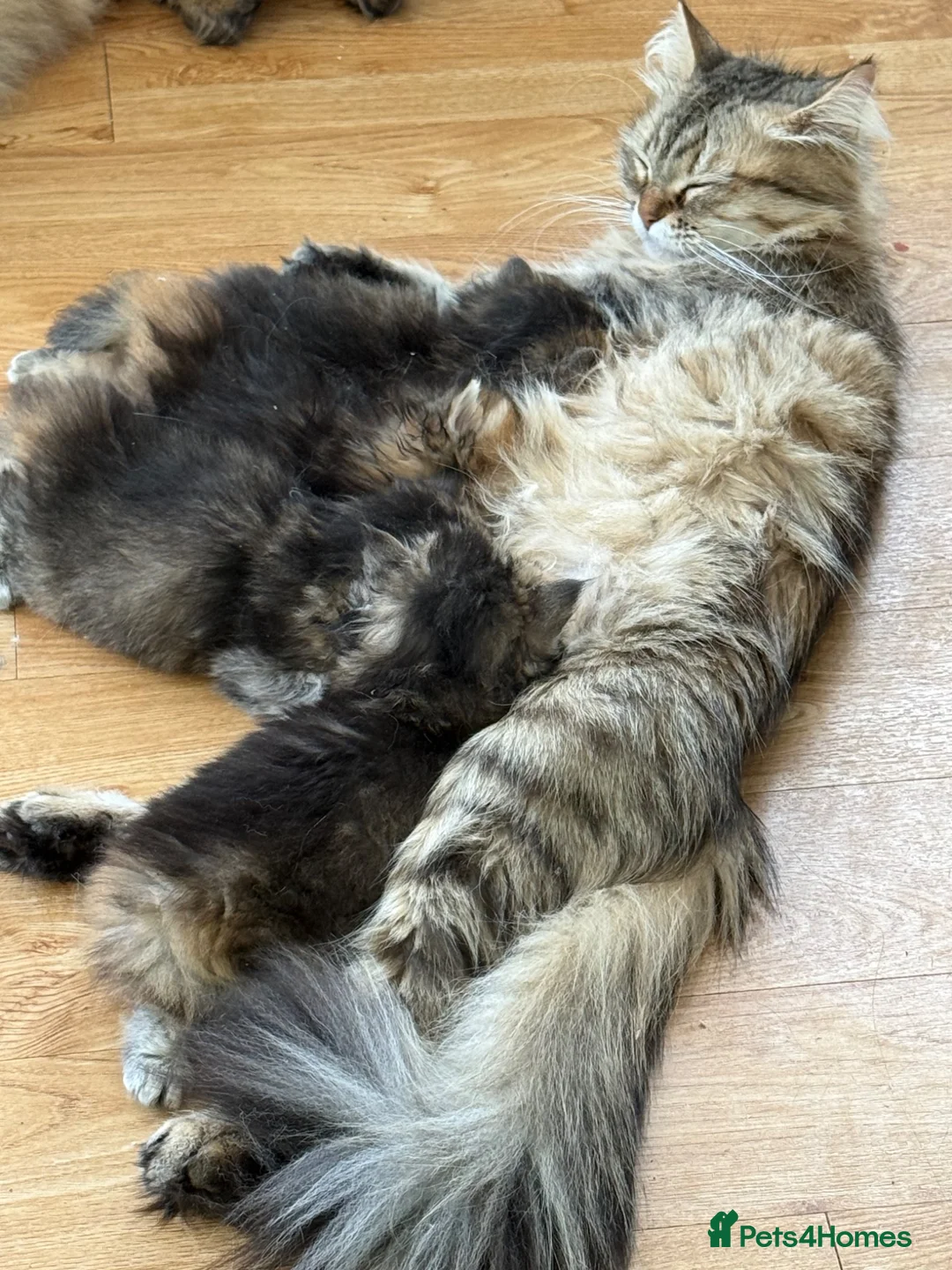 British Longhair cats for sale: British Longhair Kittens in London - Advert 2