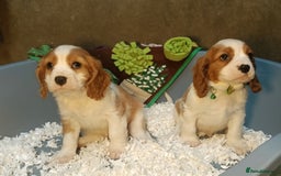 Cavalier King Charles Spaniel dogs for sale: Gorgeous litter of Cavalier King Charles Spaniels - Image 9