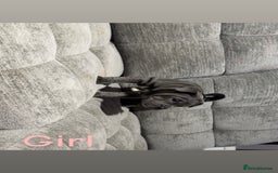 Mixed Breed dogs for sale: Bullpei puppies  - Image 3