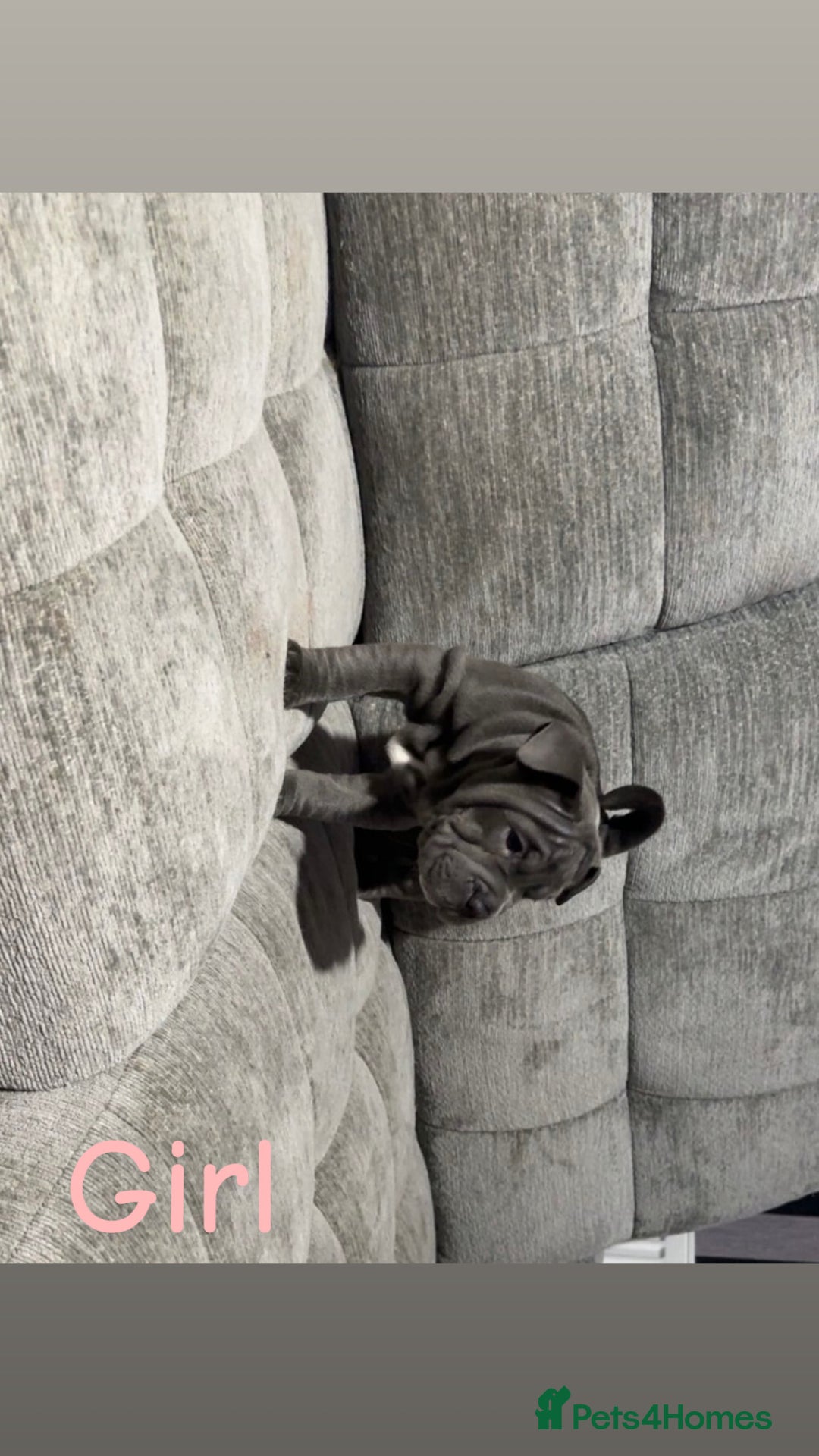 Mixed Breed dogs for sale: Bullpei puppies  - Image 3