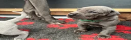 Great Dane dogs for sale: Gorgeous blue KC Great Danes.Ready now! - Advert 25
