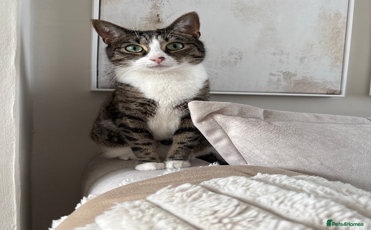 Domestic Shorthair cats - Advert 1