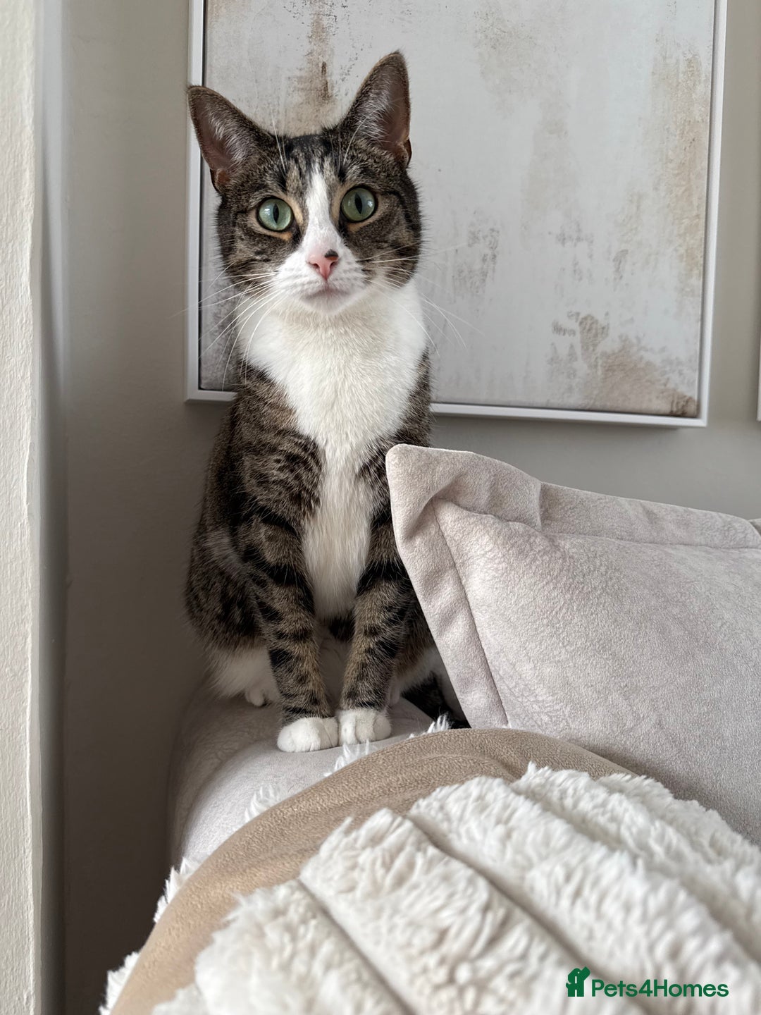 Domestic Shorthair cats for sale: Hello my name is Olive  - Image 1