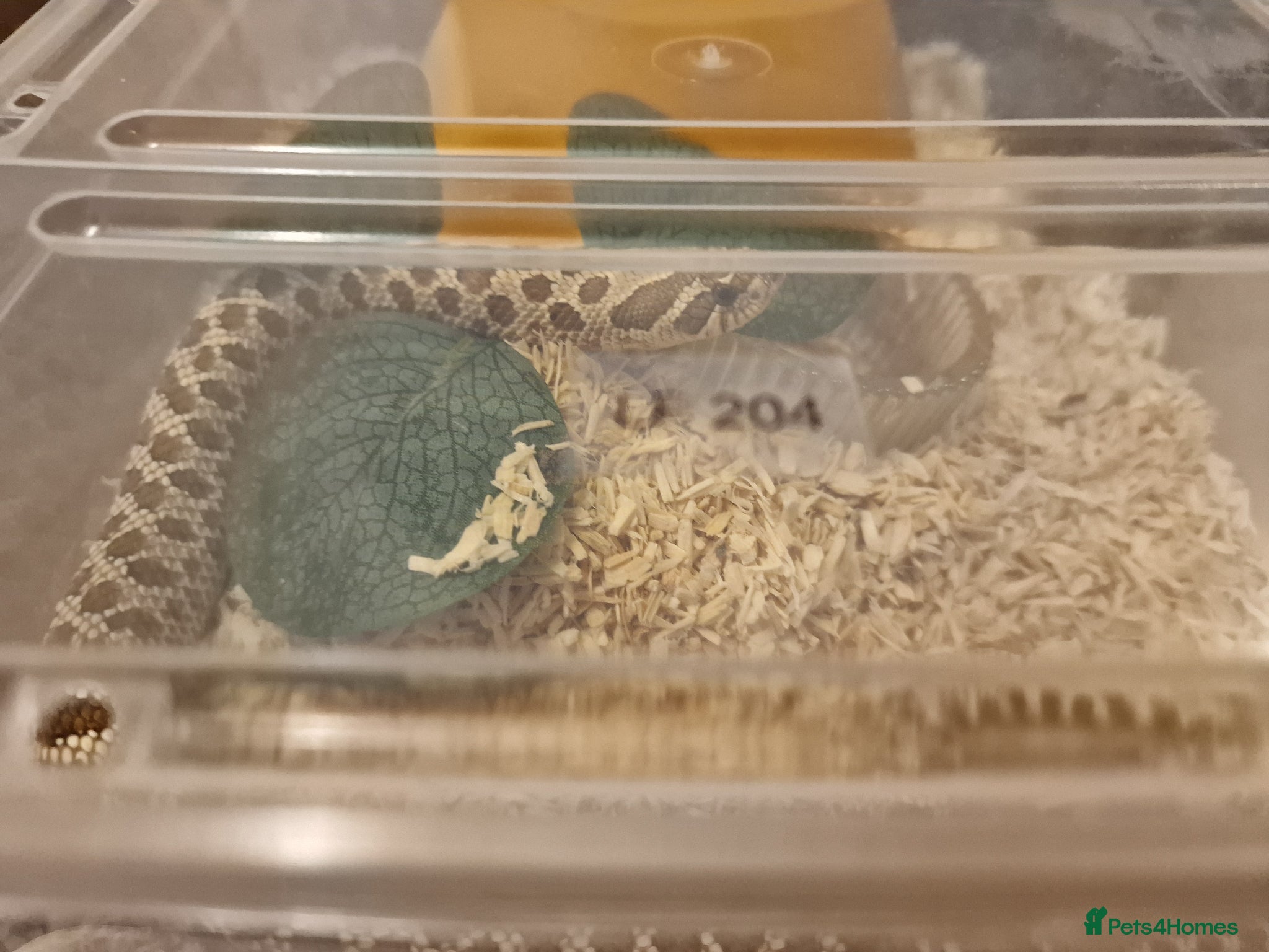 Snake reptiles CB 2025 Western Hognose snakes - Advert 2