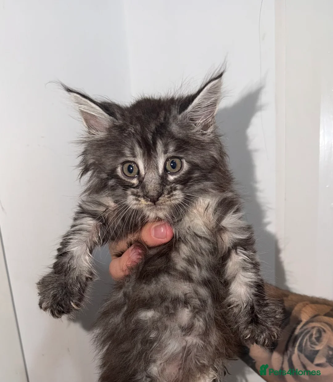 Maine Coon cats for sale: TICA Registered Maine coons  - Advert 9