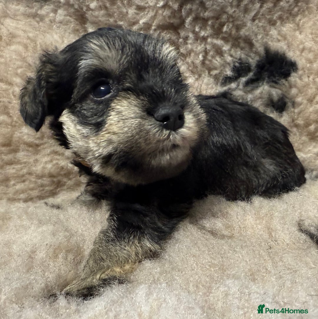 Miniature Schnauzer dogs for sale: Beautiful miniature schnauzers pups - Image 14