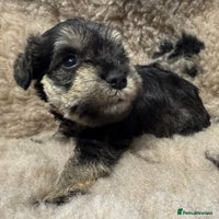 Miniature Schnauzer dogs - Advert 14