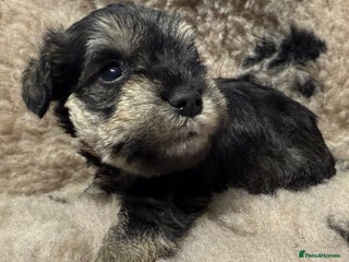Miniature Schnauzer dogs - Advert 1