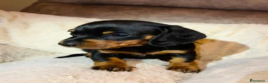 Miniature Dachshund Puppy 3