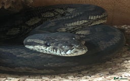 Python Snake reptiles for sale: Carpet python  - Advert 1