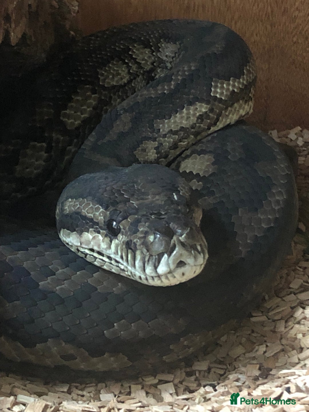 Python Snake reptiles for sale: Carpet python  - Advert 1