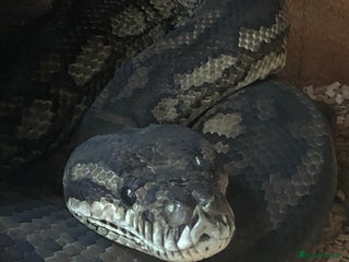 Python Snake reptiles Carpet python - Advert 1